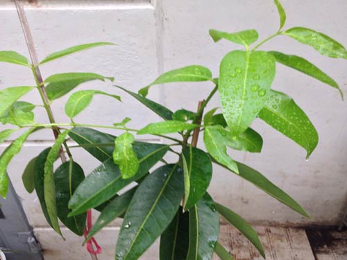 Cây vối nếp giống