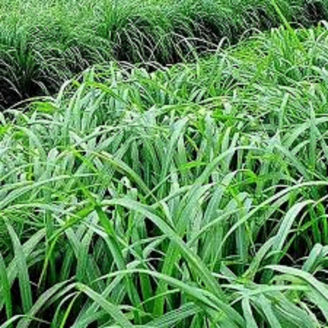 Hạt giống cỏ MOBASA GHINE - cỏ chăn nuôi 100g