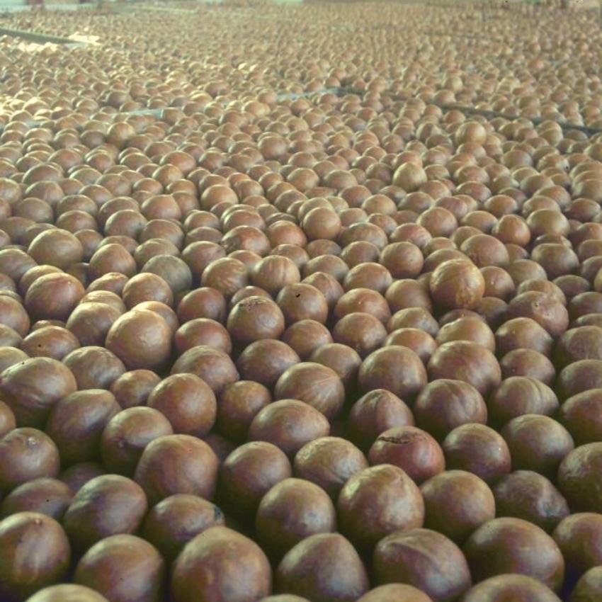 [FREESHIP] HỘP 500G HẠT MẮC CA MACADAMIA -LISA2FOOD