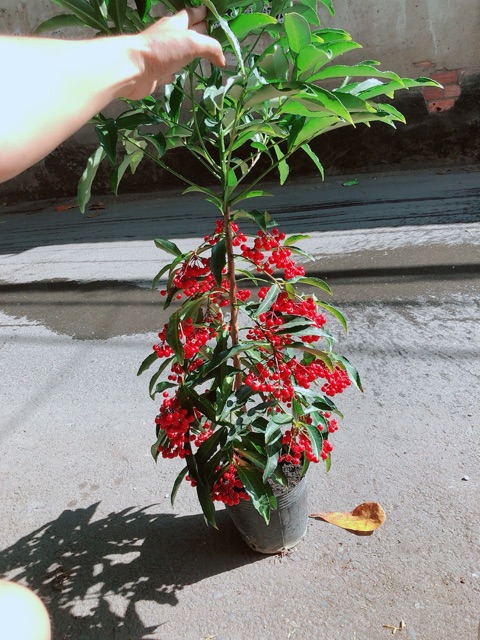Cây Kim Ngân Lượng Cao 60-80cm