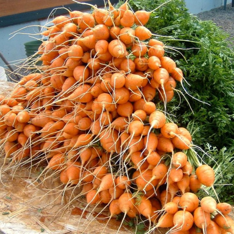 [HCM]Hạt giống Cà Rốt Củ Tròn