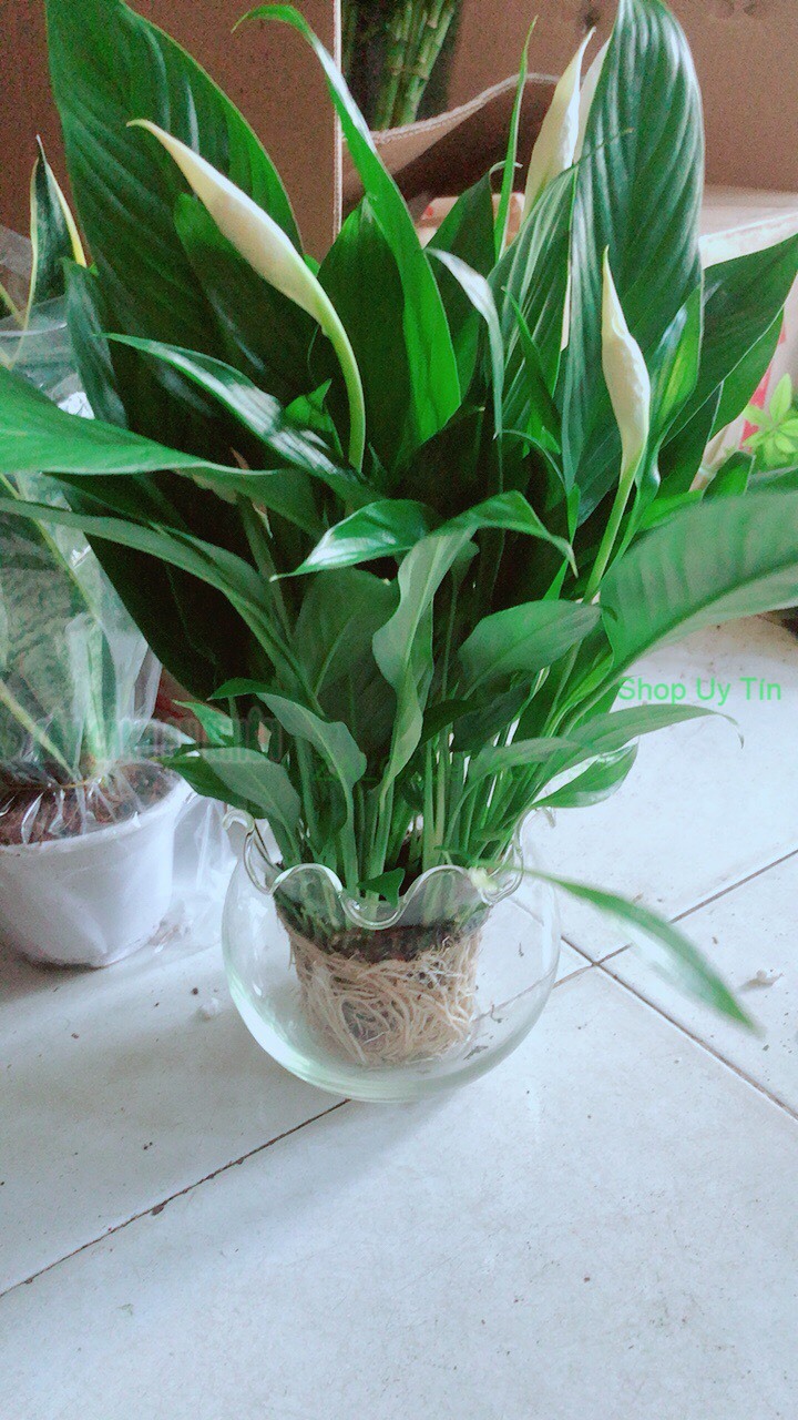 Chậu Cây Lan Ý Thủy Sinh