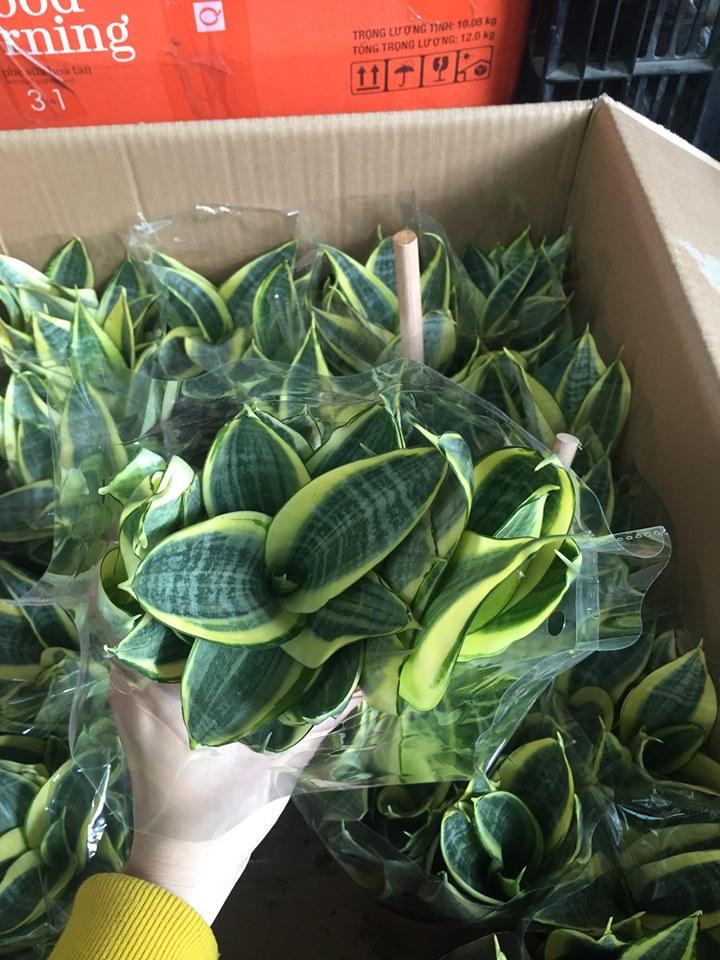 Chậu trồng cây tiểu cảnh