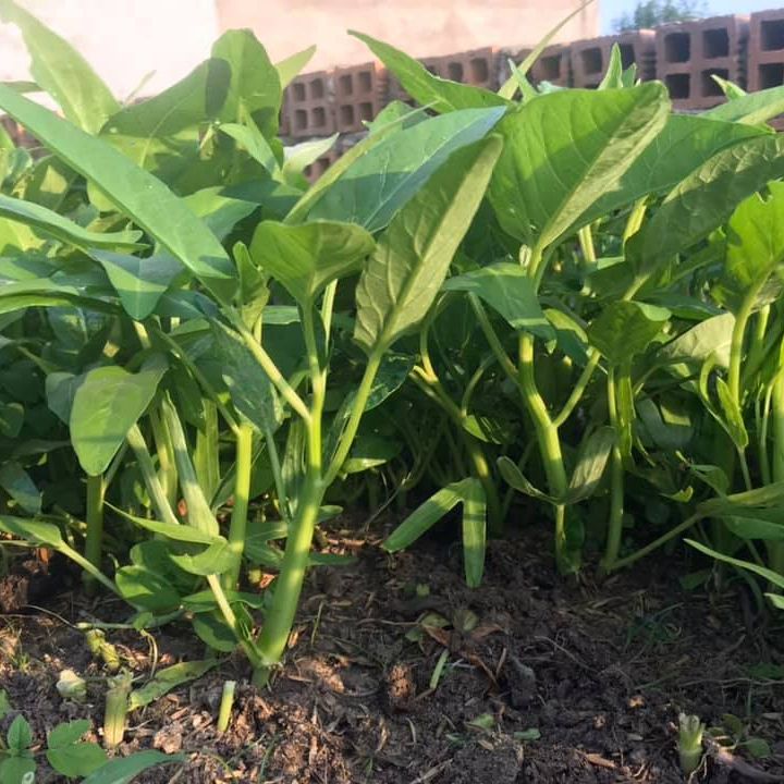 [HCM]50g Hạt giống rau muống lá lớn