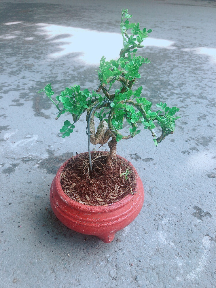 [HCM]Chậu Cây Cần Thăng