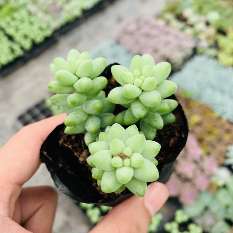 SEN ĐÁ CHUỖI NGỌC BI SIZE BÉ SIÊU ĐẸP LỖI 1 ĐỔI 1