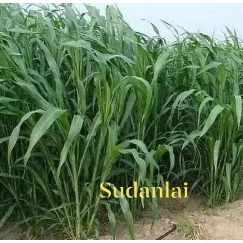 Hạt giống cỏ chăn nuôi sudan lai - gói 100gram