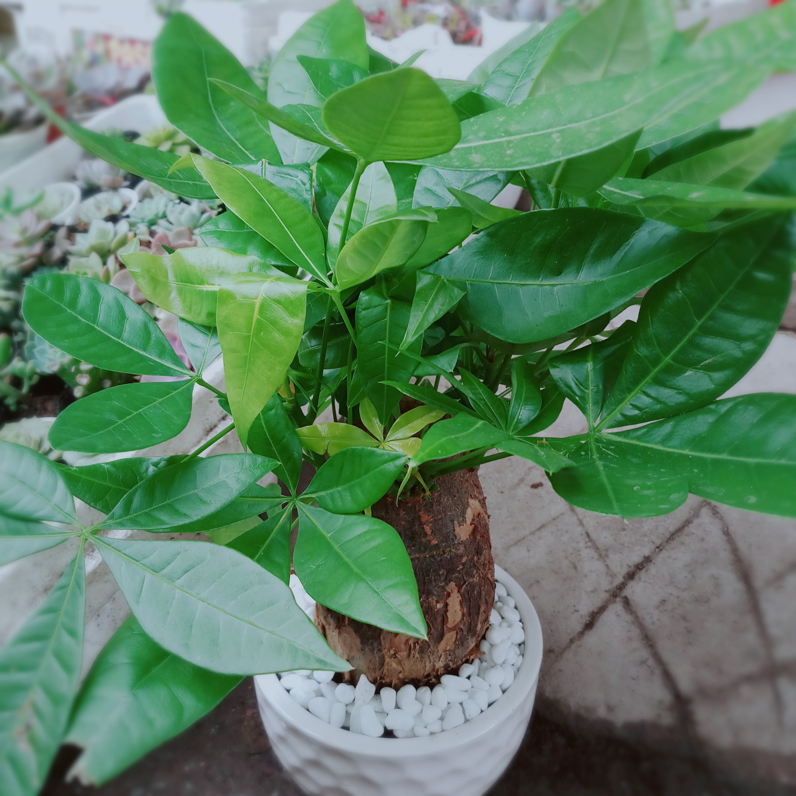 Cây Kim Ngân 1 Thân Lớn