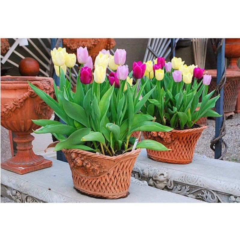 củ hoa tulip combo (10 củ) tặng kèm phân bón