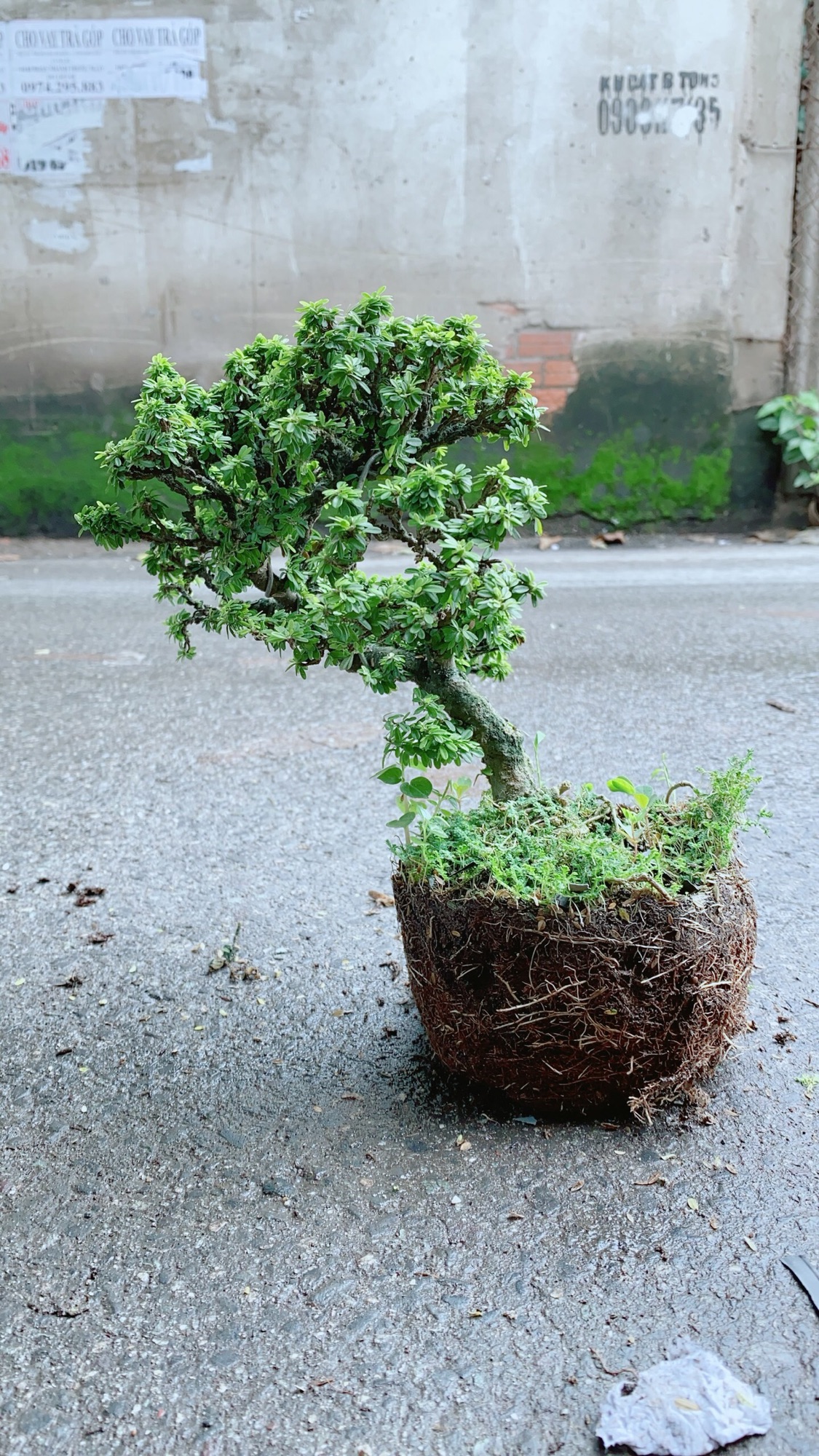 Cây Linh Sam Hạt Gạo Bonsai