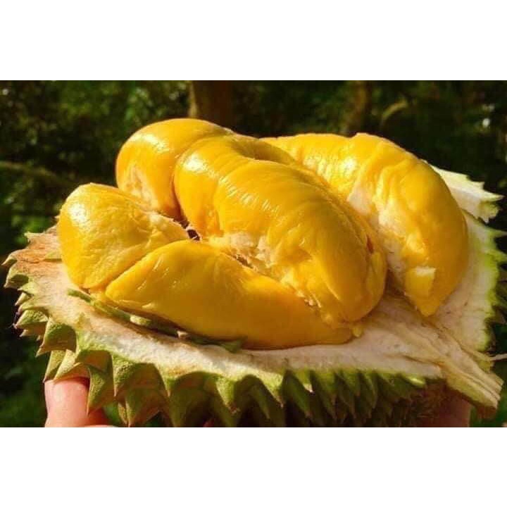 Cây giống sầu riêng ri6 (ghép siêu sớm phù hợp mọi loại đất) (cây giống siêu sớm có bảo hành )