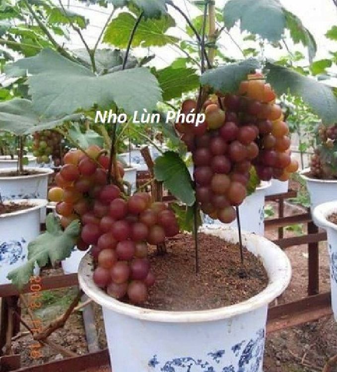 "Gói 10"Hạt giống nho lùn pháp ( nho bonsai ) [Seeds]