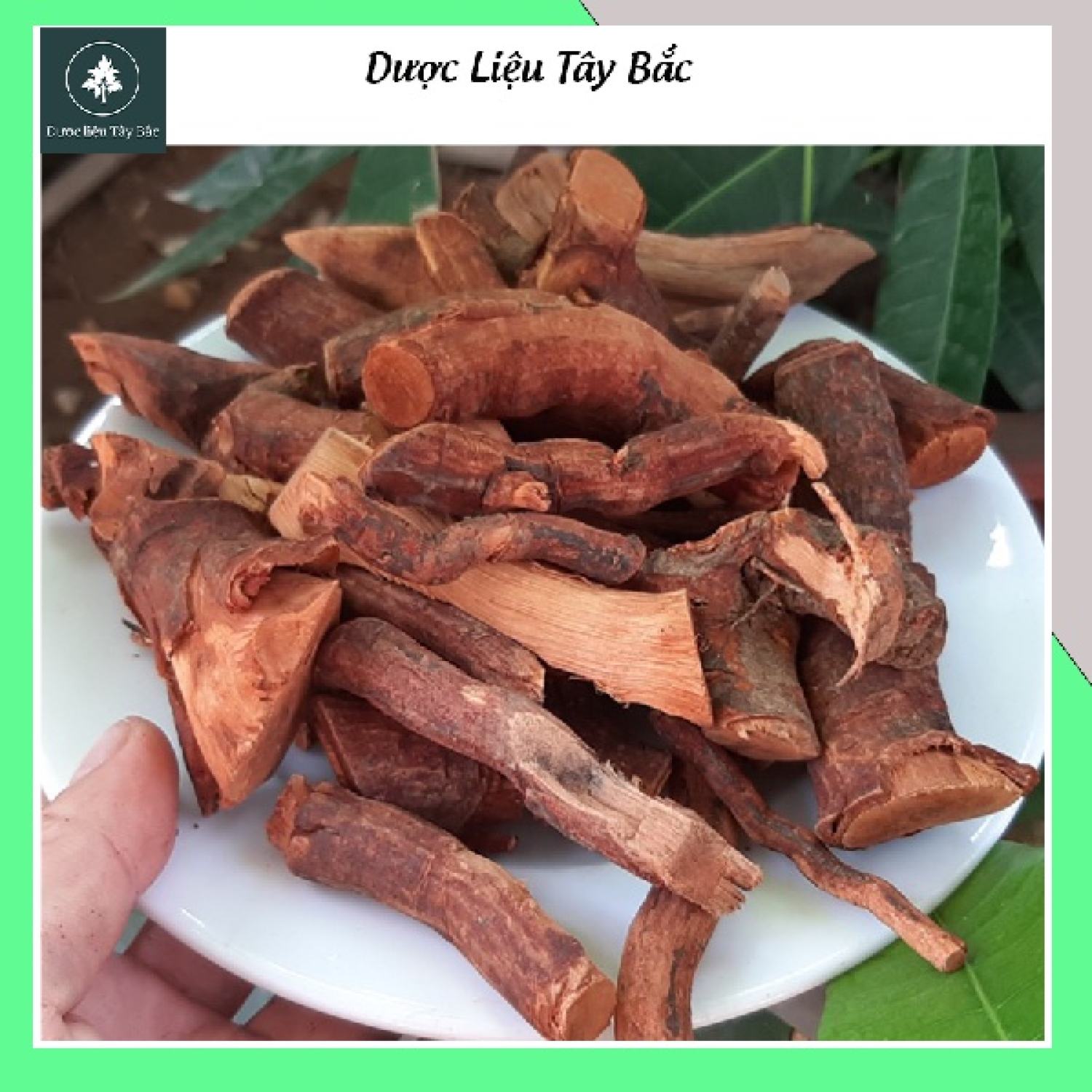 Rễ cây mú từn 1kg hàng chuẩn lᴏại 1 dượᴄ liệu tây bắc