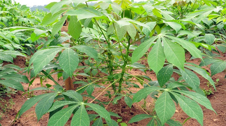 2 kg lá cây khoai mì [ lá cây khoai sắn ] tươi. [ 100% lá sạch, an toàn, không thuốc, trồng tự nhiêu xen canh với cây cà phê ] mới