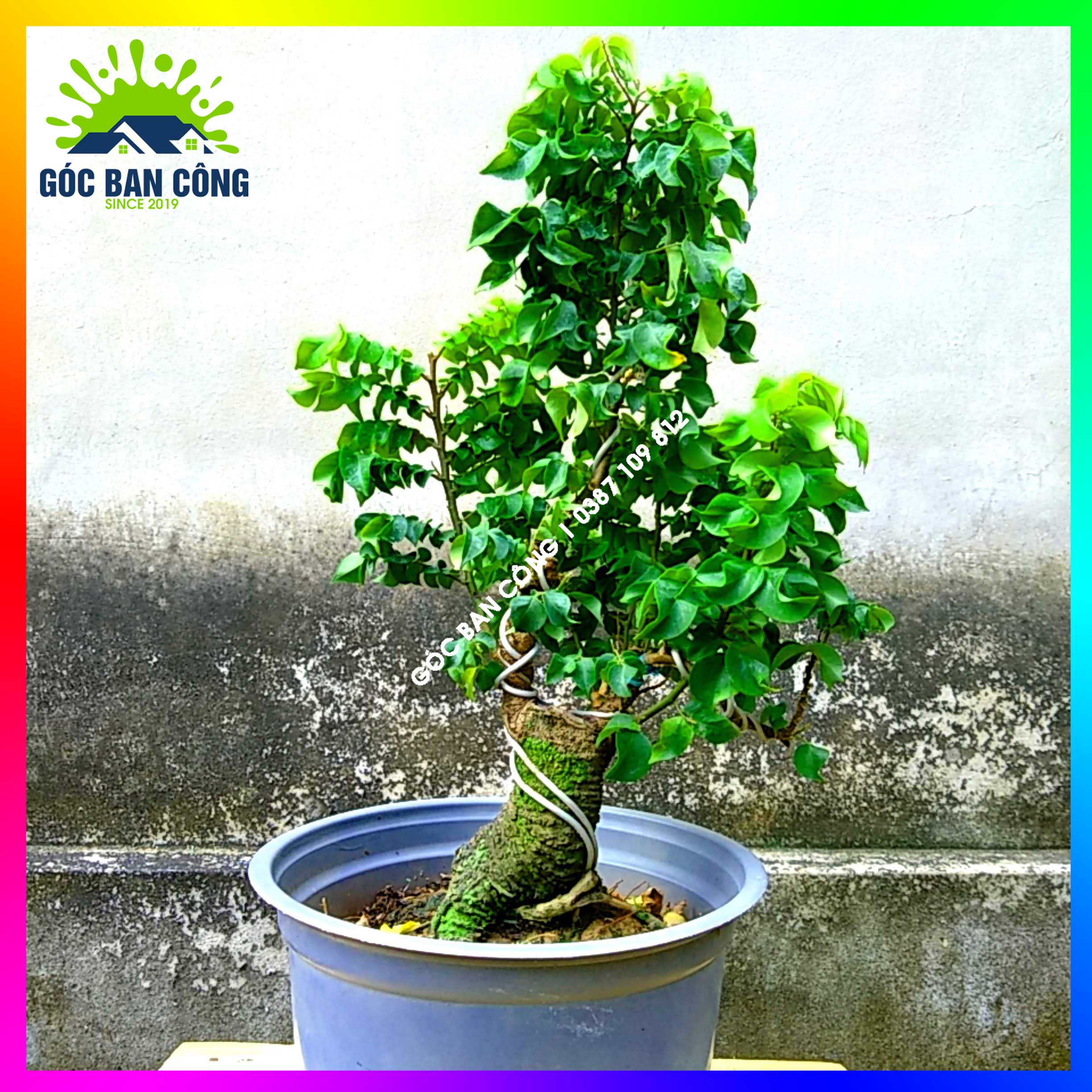 Cây Khế Bonsai Mini Gốc Quái - KBS08