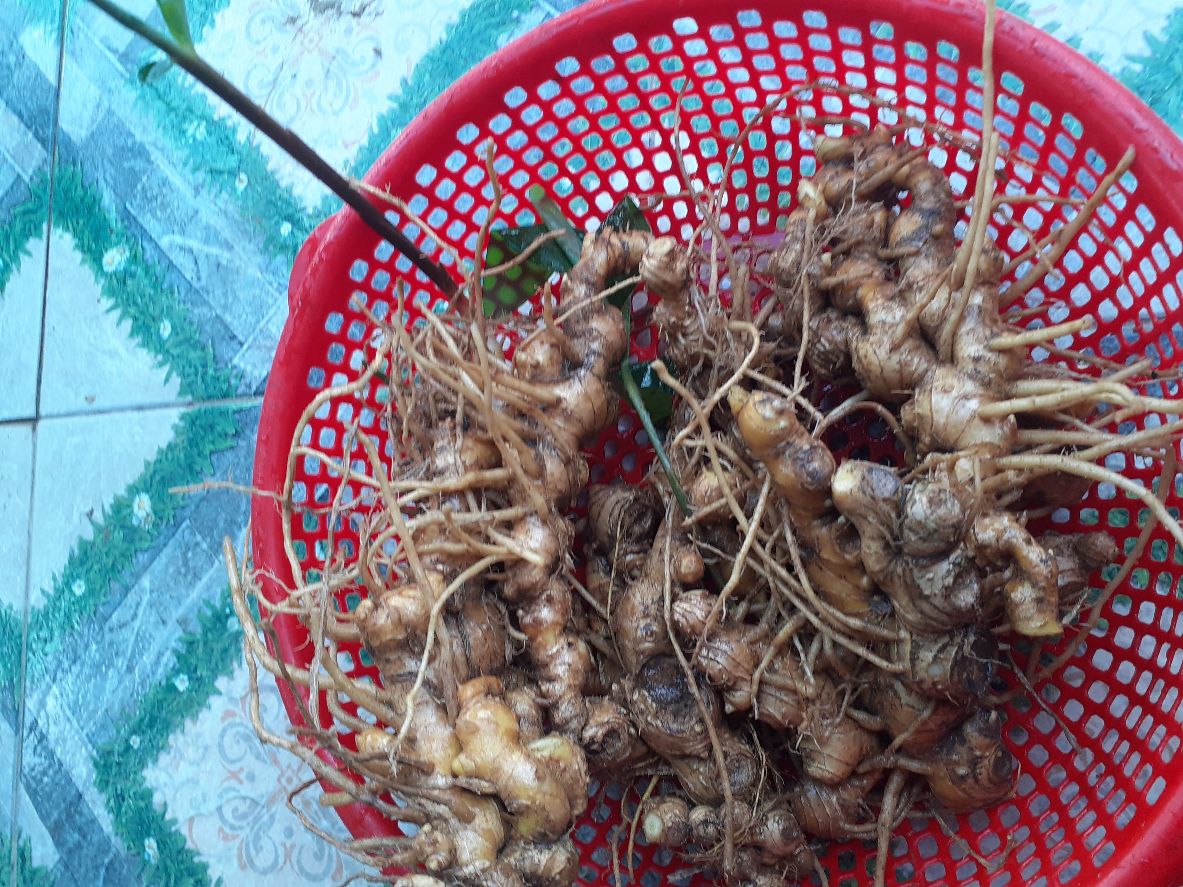 Củ gừng gió 1kg.