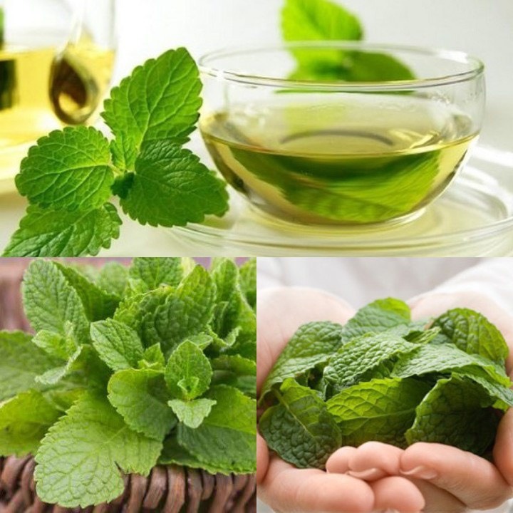 Hạt Giống Rau Bạc Hà F1 Dễ Trồng