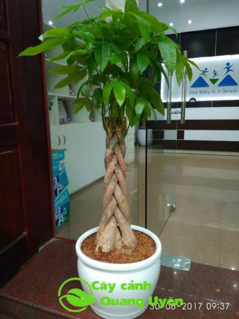 CÂY KIM NGÂN XOẮN