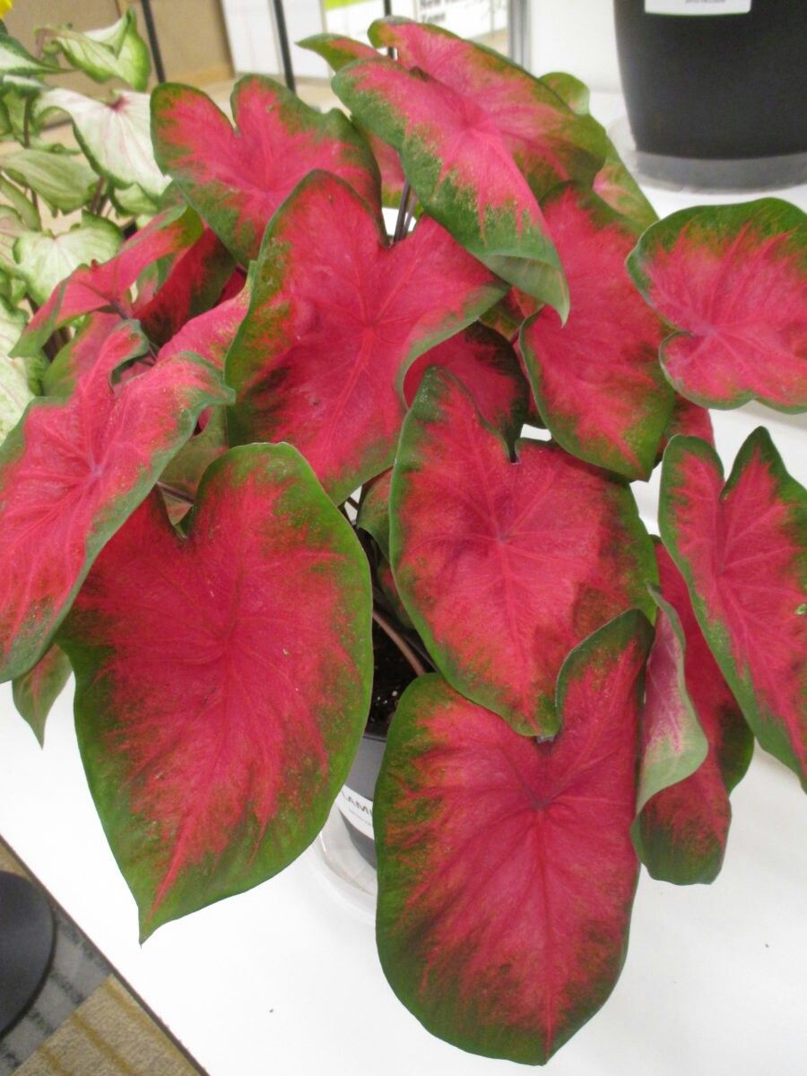 Cây kiểng lá môn đỏ Caladium Flamingo