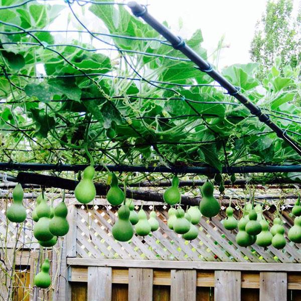 Bottle Gourd seeds