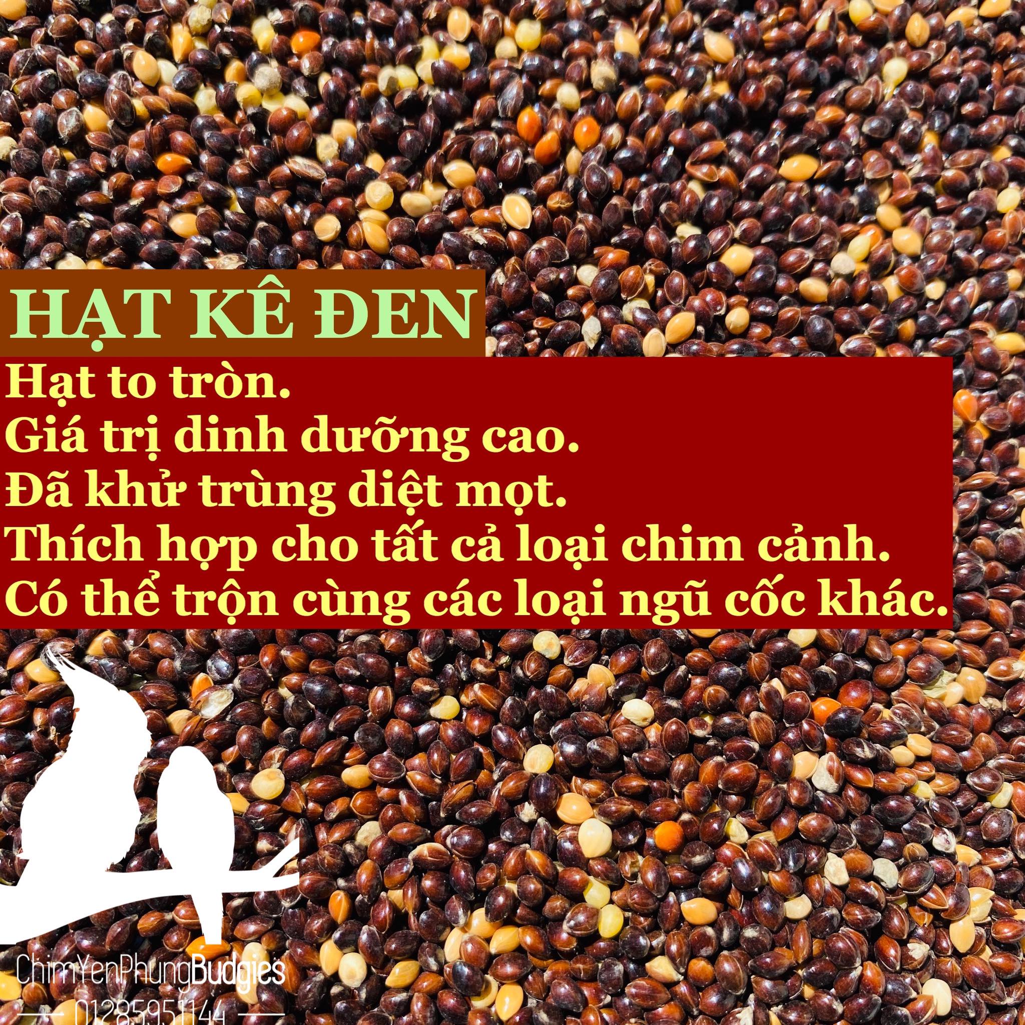 Hạt kê đen (Kê bóng đen) thức ăn: Gà • Chim cảnh • Hamster...