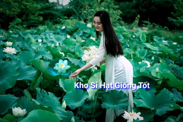 MJ76 Hạt Giống Hoa Sen Trắng - 4 Hạt