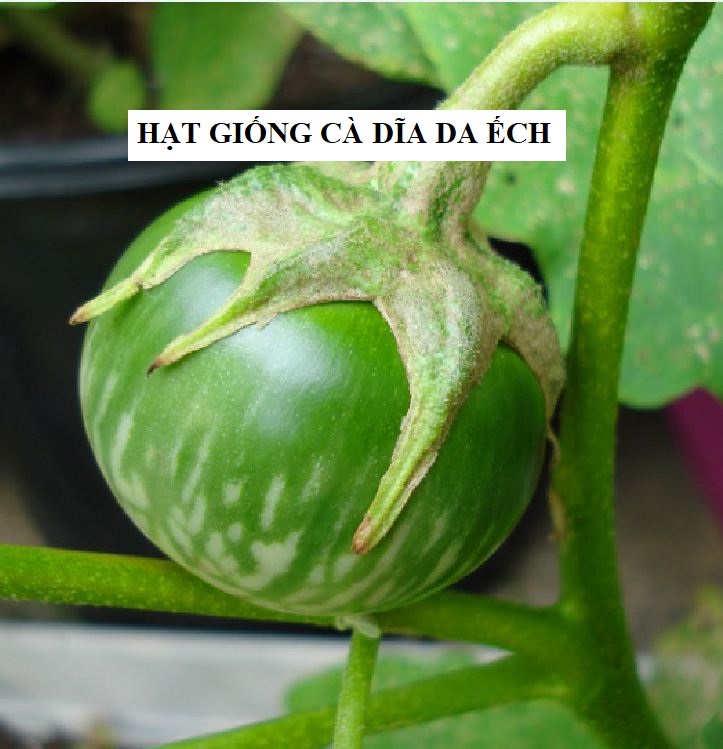 Hạt giống cà bát da ếch 2gr/gói