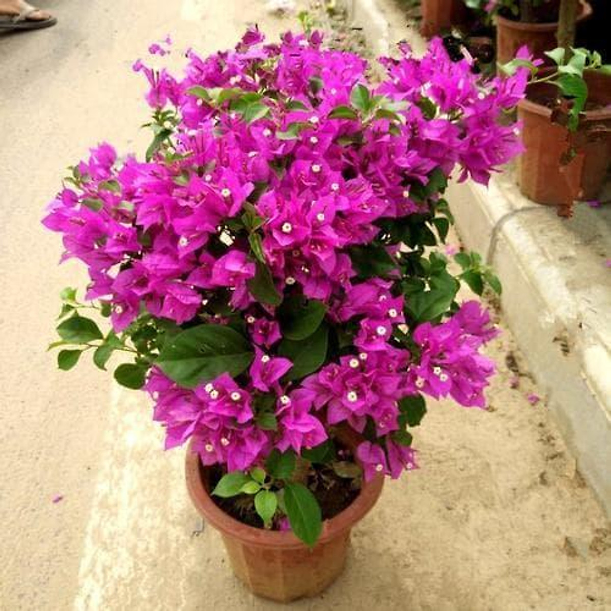 - hoa giấy màu tím huế - chậu cây giống đẹp đang hoa - cây giống chuẩn đẹp