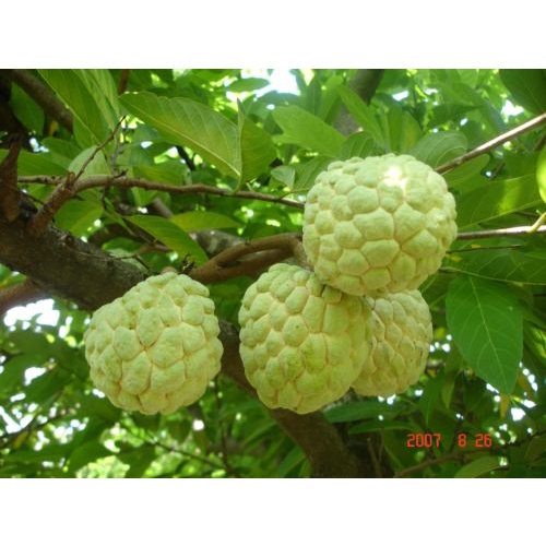 Cây giống na dai thơm ngon trái to (mãng cầu ta)