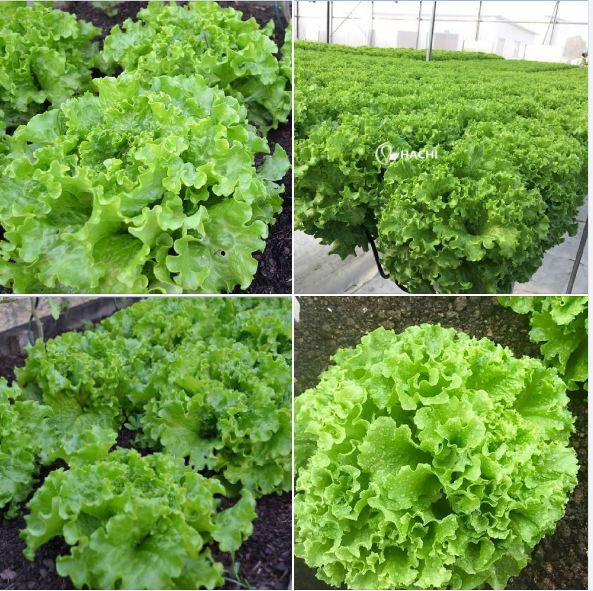 Hạt giống xà lách xoăn xanh