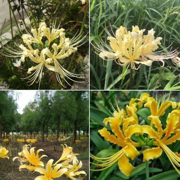 Củ giống hoa bỉ ngạn hoa màu vàng  1 củ