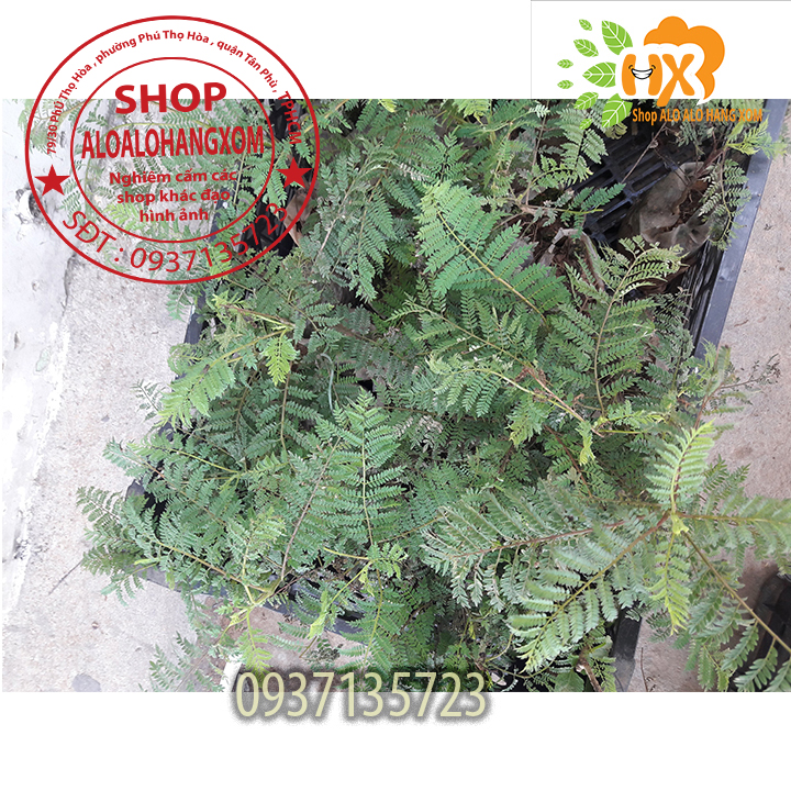 COMBO 5 CÂY PHƯỢNG TÍM CÂY GIỐNG