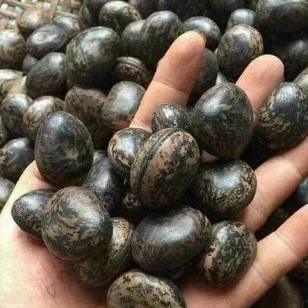 20 HẠT ĐẬU LÀO