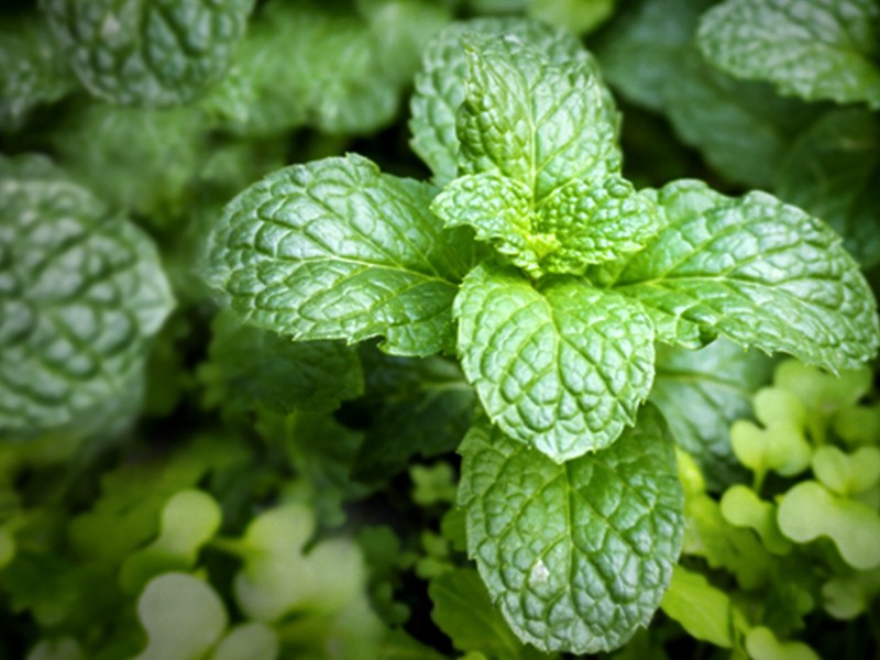Hạt giống Cây Bạc Hà - Bạc Hà Cay Peppermint (Gói 100 Hạt) - Nông Sản Vàng