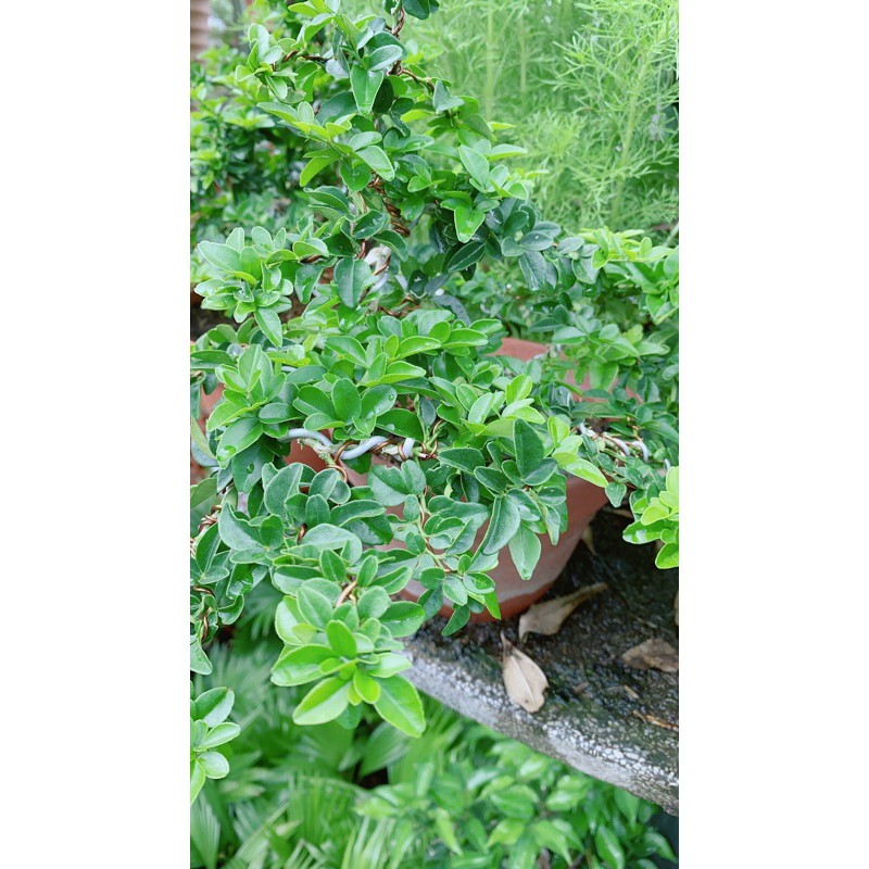Kim Quýt Bonsai