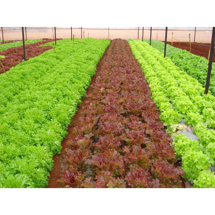1000 Hạt Giống Rau Xà Lách Xoăn Tím