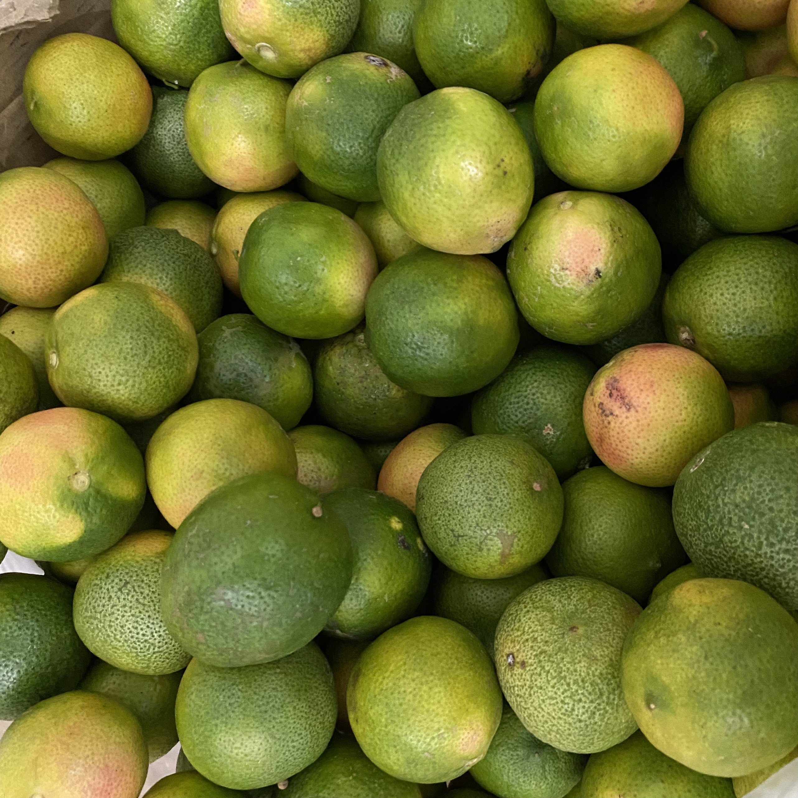 COMBO 2kg CHANH ĐÀO TƯƠI HÒA BÌNH CĂNG MỌNG