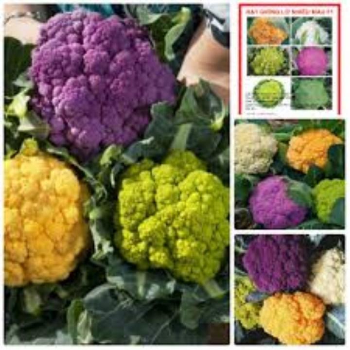 Gói 100 hạt giống súp lơ mix