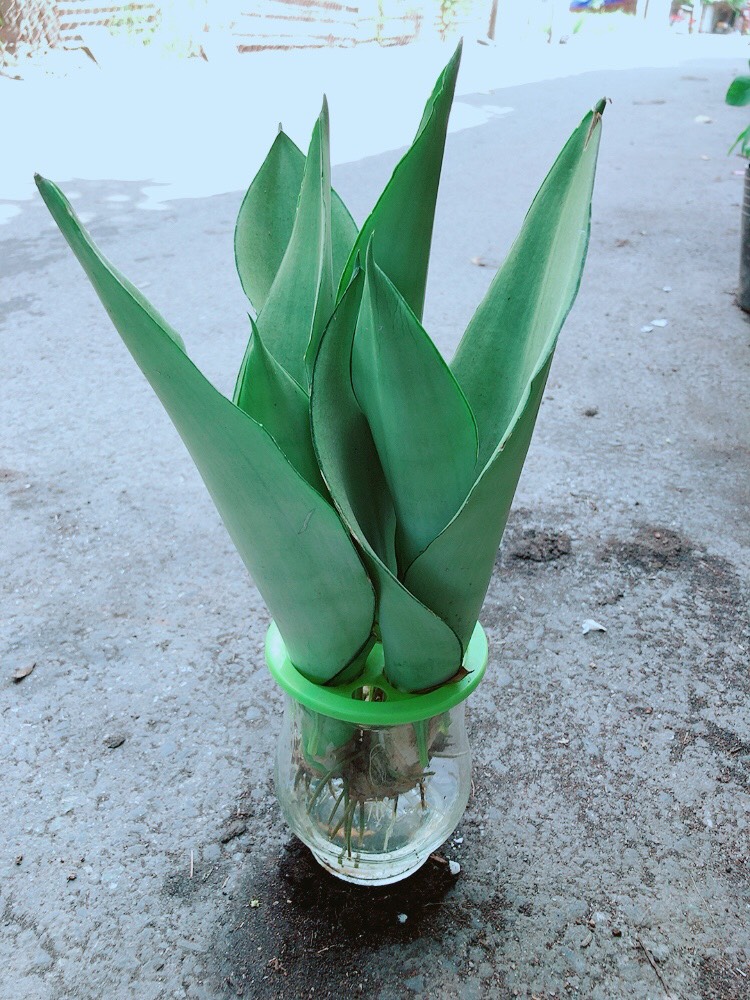 [HCM]Lưỡi Hổ Bạc Thủy Sinh