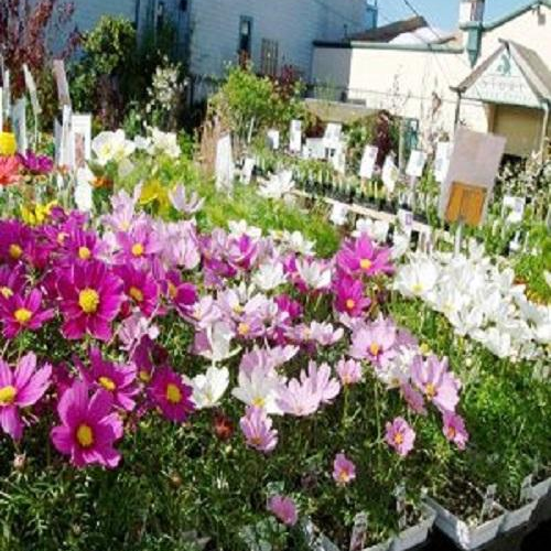 Hạt giống hoa Sao Nhái (100 hạt)
