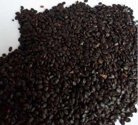 [HCM]200 Gram Hạt Giống Keo Tai Tượng