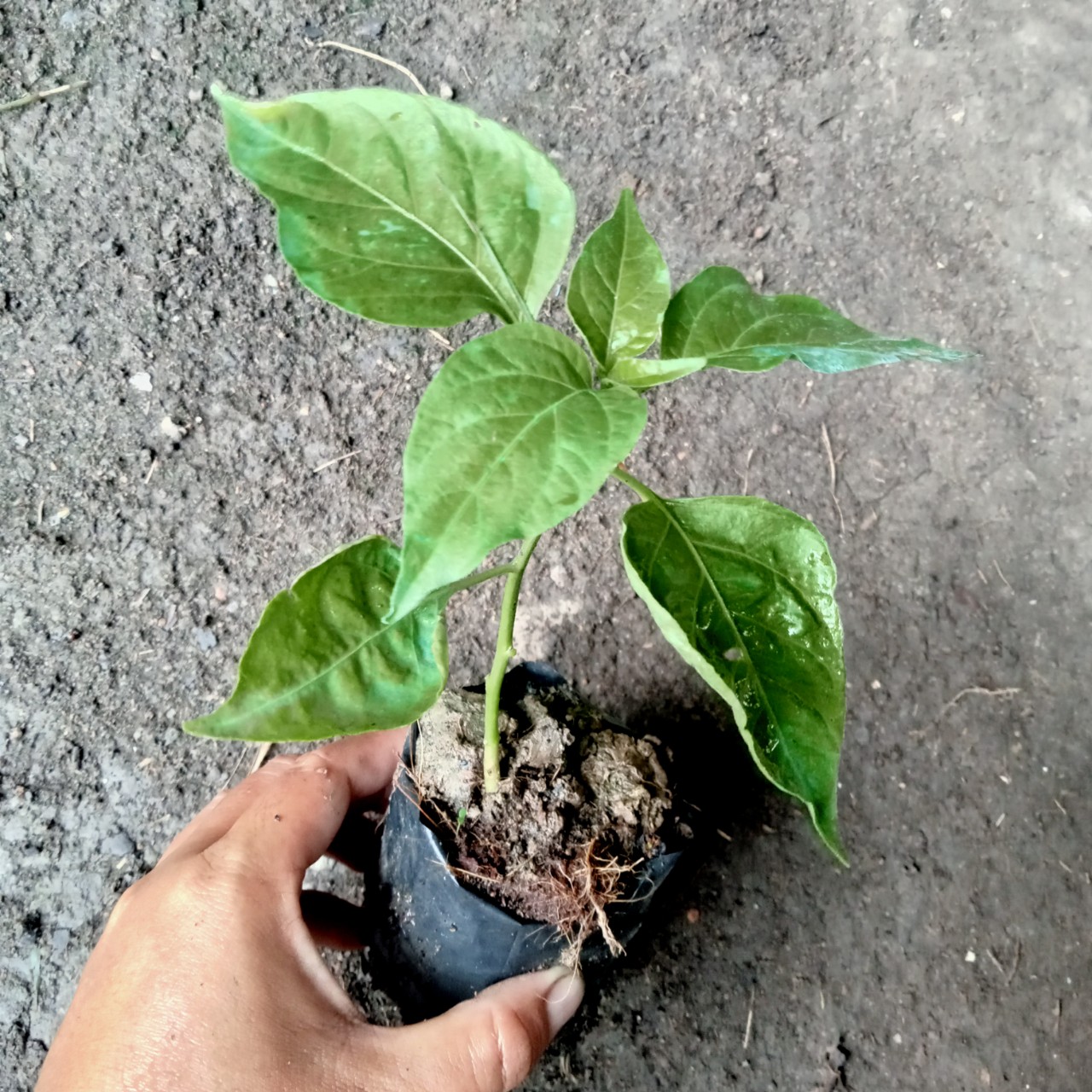 Combo 2 Cây (2 tháng) Ớt Xiêm Xanh