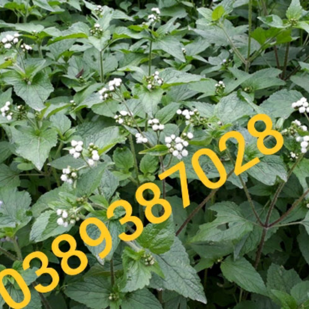 cây cỏ hôi,cức lợn, 1kg