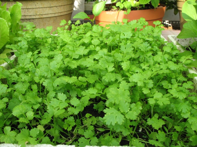 🌿Hạt Giống Rau Mùi Ngò Rí 🌿 (Dễ Trồng, Nảy mầm tốt, năng suất cao) - 20gr/gói