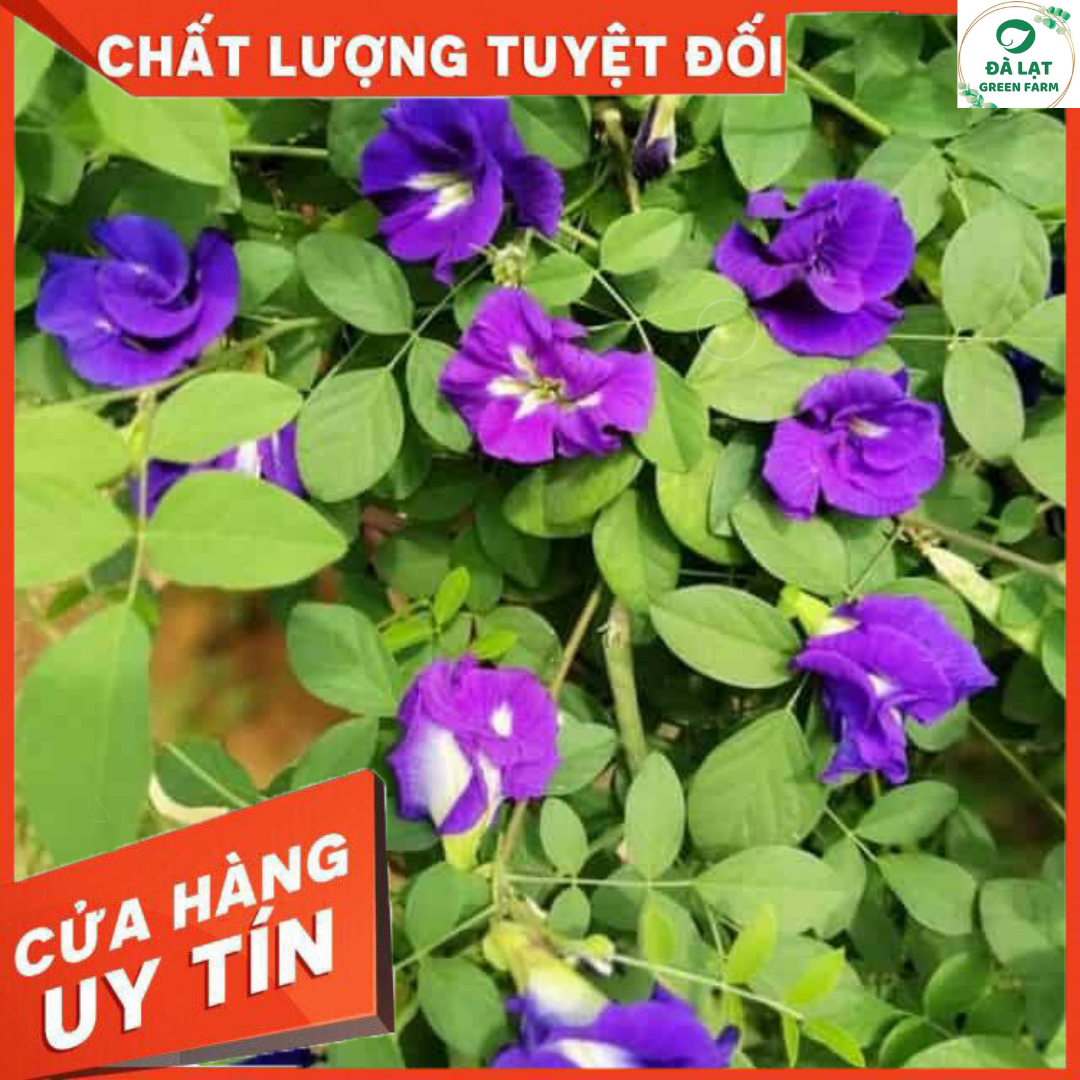 20H - HẠT GIỐNG HOA ĐẬU BIẾC KÉP