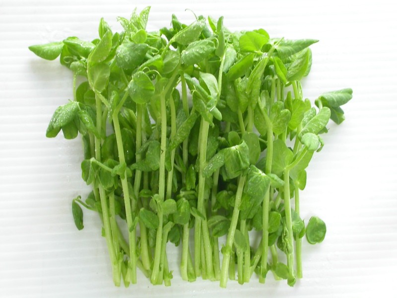 Hạt Giống Rau Mầm Đậu Hà Lan - Gói 50 gram