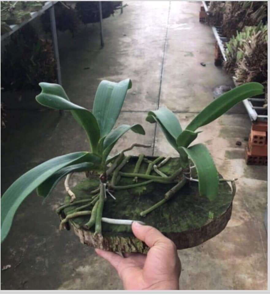 Thớt nhãn ghép lan 20*20m