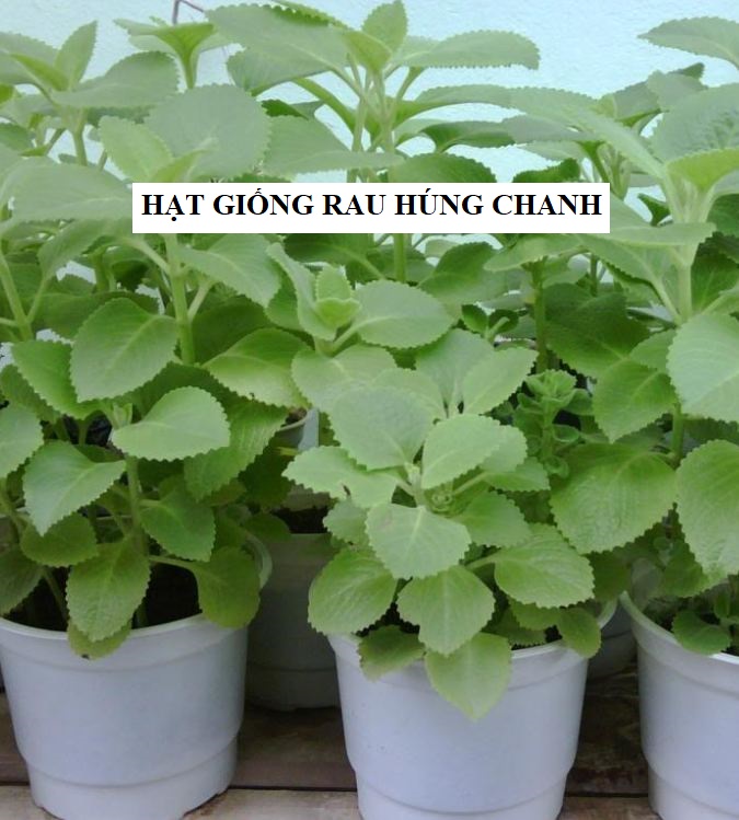 Hạt giống Húng chanh hay tần dày lá - 01gram (550 hạt )