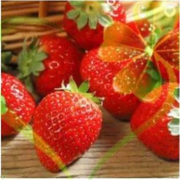 HẠT DÂU TÂY ALIBABA - GÓI 50 HẠT