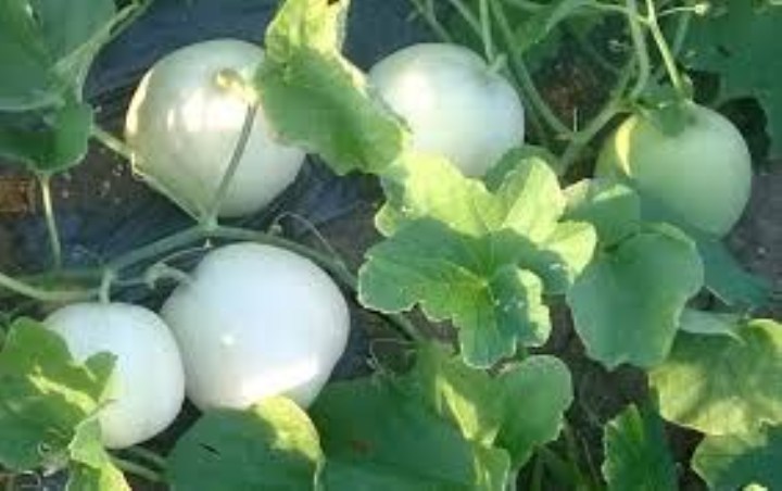 Gói 20 hạt giống dưa lê siêu ngọt